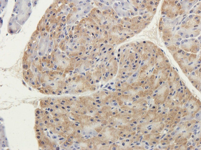 FFAR1 antibody