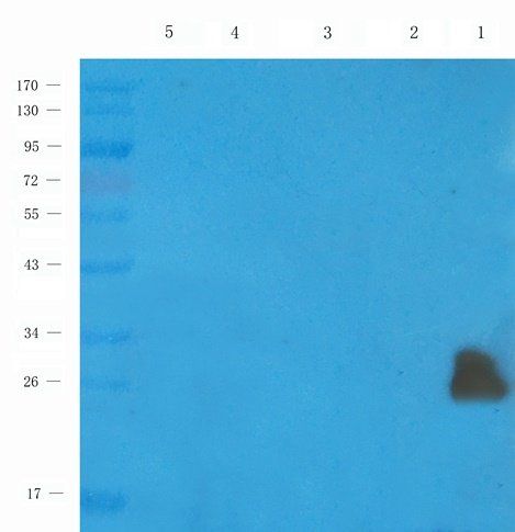 FFAR1 antibody