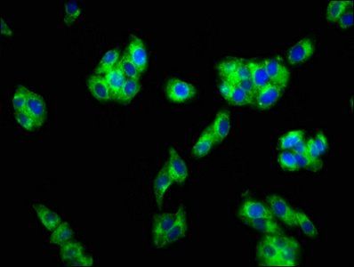 FFAR1 Antibody