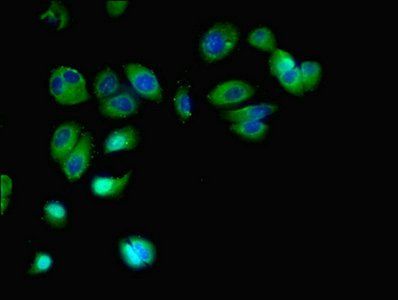 FFAR2 Antibody
