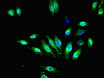 FFAR3 Antibody