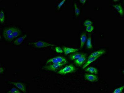 FFAR3 Antibody