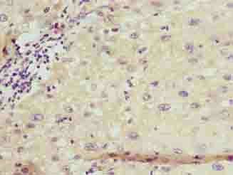 FFAR3 Antibody