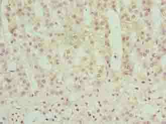 FFAR3 Antibody
