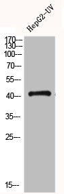 FFAR4 Antibody