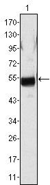 FGB Antibody