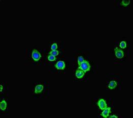 FGD5 antibody