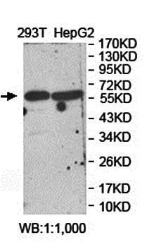FGD5 Rabbit Polyclonal Antibody