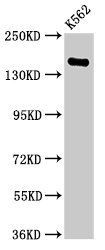 FGD6 antibody