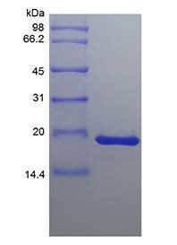 FGF-4 protein