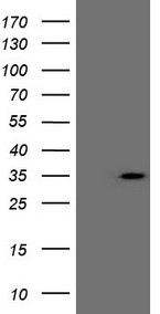 FGF13 Antibody
