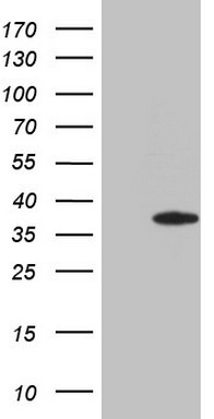 FGF13 Antibody