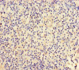 FGF13 Antibody