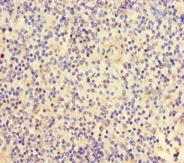 FGF13 antibody