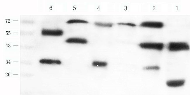 FGF13 antibody