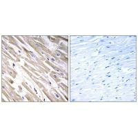 FGF18 Antibody