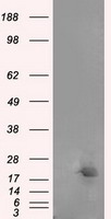 FGF2 Antibody