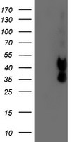 FGF21 Antibody