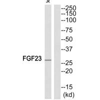 FGF23 antibody