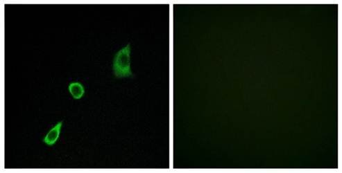 FGF23 antibody