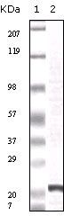 FGF2 Antibody