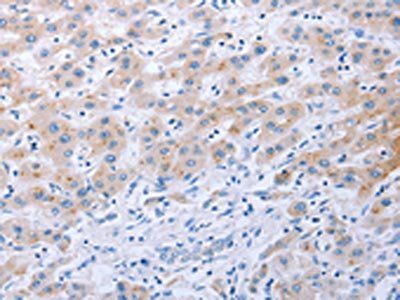 FGF4 antibody