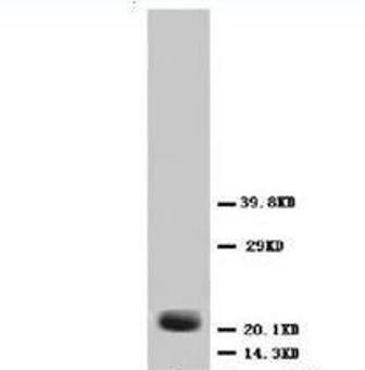 Fibroblast growth factor 4 FGF4 Antibody
