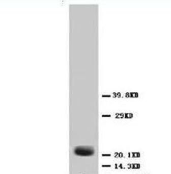 Anti-Fibroblast growth factor 4 FGF4 Antibody