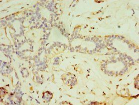 FGF6 Antibody