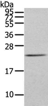 FGF6 antibody