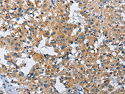 FGF9 Antibody