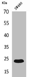 FGF9 Antibody