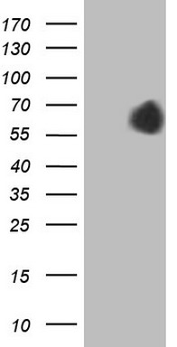 FGFBP1 Antibody