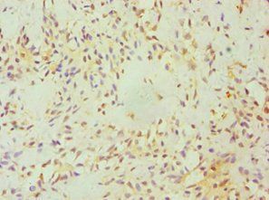 FGFBP1 Antibody