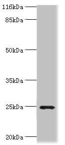 FGFBP2 antibody