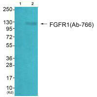 FGFR1 Antibody