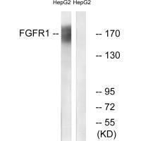 FGFR1 (Ab-766) antibody