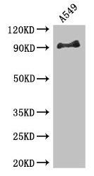 FGFR1 Antibody