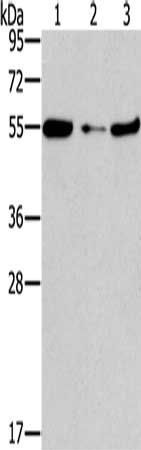 FGFR1OP antibody