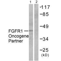FGFR1OP antibody
