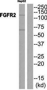 FGFR2 Antibody