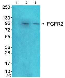FGFR2 antibody