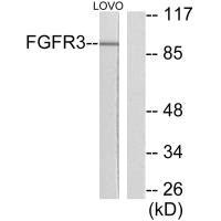 FGFR3 antibody