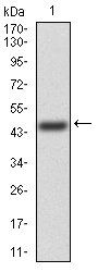 FGFR3 Antibody