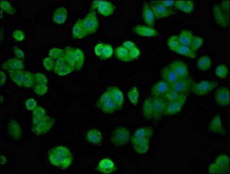 FGFR4 Antibody