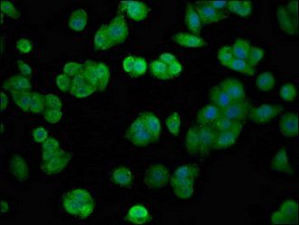 FGFR4 antibody