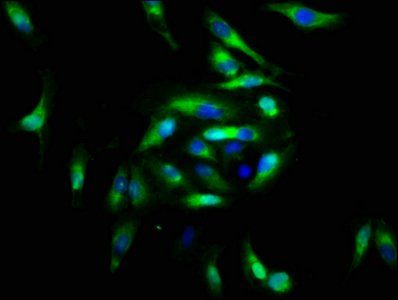 FGFRL1 Antibody