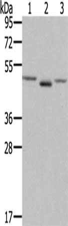 FGFRL1 antibody