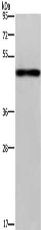 FGL2 Antibody