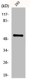 FGL2 Antibody